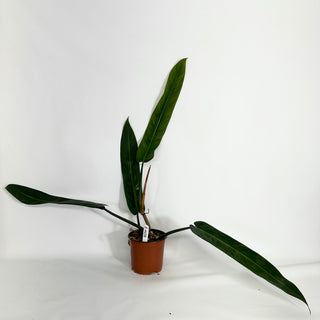 Z-4430 - Philodendron bicolor (Non-TC)