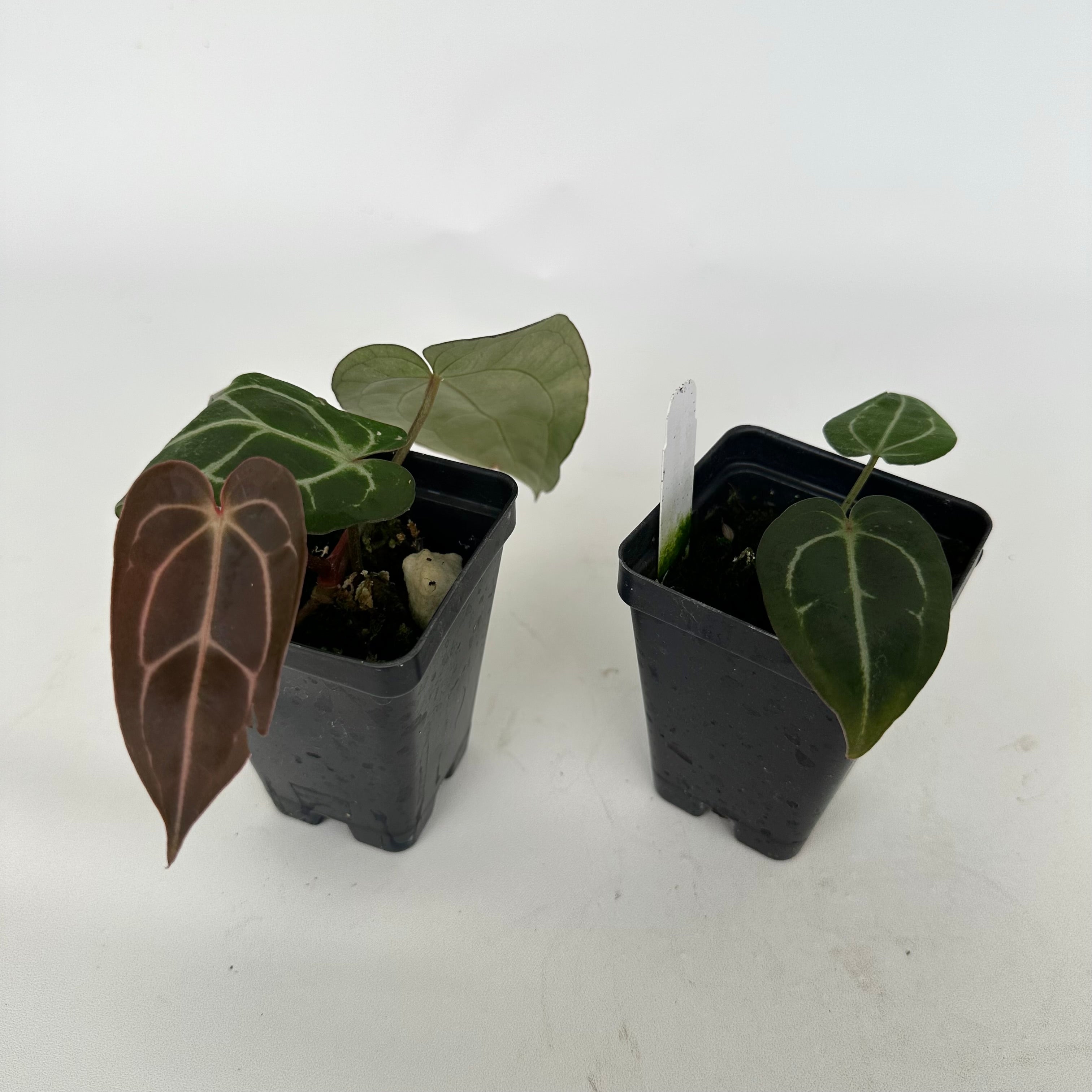 anthurium carlablackiae for sale Anthurium carlablackiae x 'Doc Block F2'
