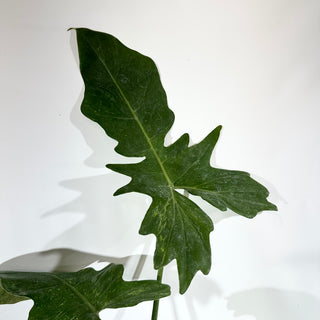 Philodendron 'Mottled Dragon' (Non-TC) [#1843]