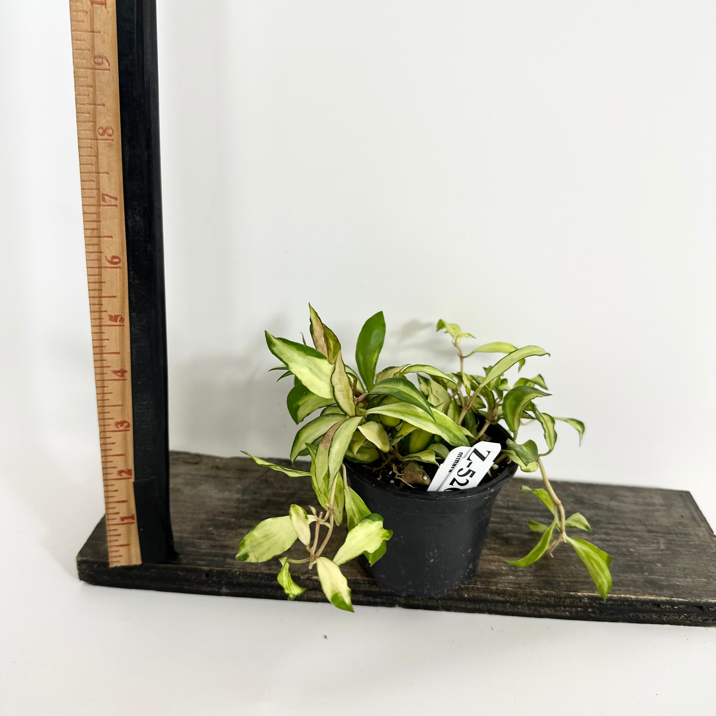 その他観葉植物 lacunosa minara &kentiana 'Lori rinn' その他観葉植物 lacunosa minara &kentiana 'Lori rinn' ○現品限定