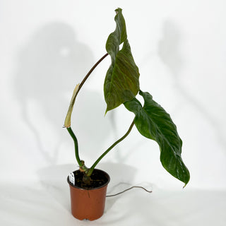 Philodendron 'Majestic' (Non-TC) [#1267]