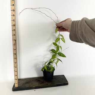 Hoya dennisii 'Frida' [#2328]