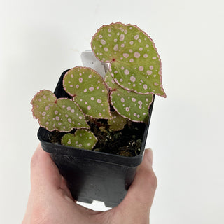 Begonia U696 [#1813]