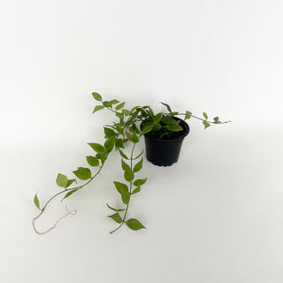Hoya microstemma