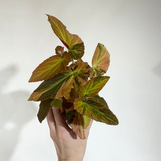 Begonia ‘Withlacoochee’ (Variegated) [#1877]