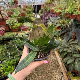 Hoya hypolasia