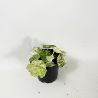 Begonia 'Rouge' [#1913]