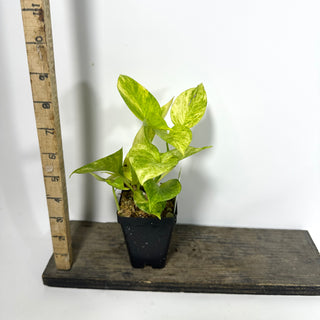 Epipremnum aureum 'Alta Voltagem' [#2165]