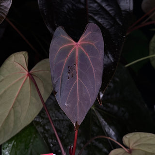 Anthurium 'Zara' x 'Amelia's Delight' [#1256]