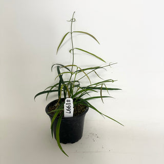 Hoya yvesrocheri [#1997]