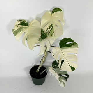 Monstera deliciosa var. borsigiana albo-variegata [#2090]