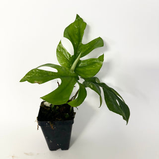 Z-5158 - Rhaphidophora tetrasperma variegata