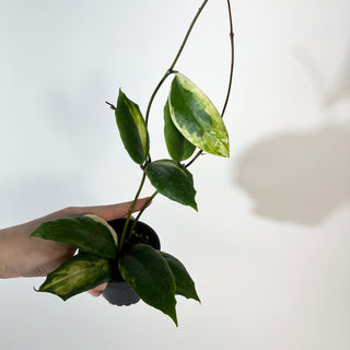 Hoya incrassata "Moon Shadow" [#2181]