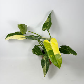 Philodendron 'Jose Buono' (Texas Form) [#2347]