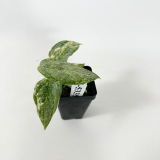 Z-5335 - Scindapsus pictus 'Peasun'