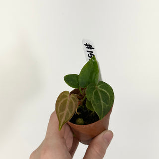 Anthurium 'Doc Block F3' - 2 Seedlings [#1517]