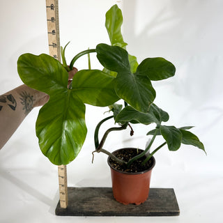 Philodendron barrosoanum (Non-TC) [#1847]