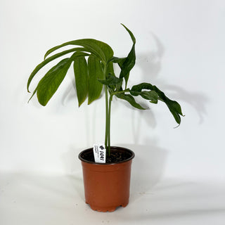 Amydrium zippelianum variegata - 5.5" Pot [#1491]