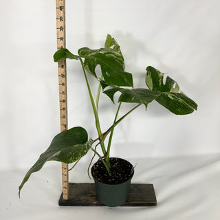 Monstera deliciosa var. borsigiana albo-variegata [#1523]