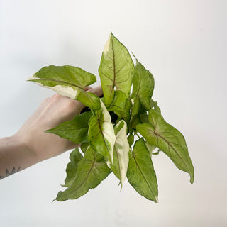 Syngonium 'White Princess' [#2420]