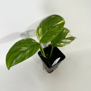 Z-4689 - Monstera lechleriana variegated