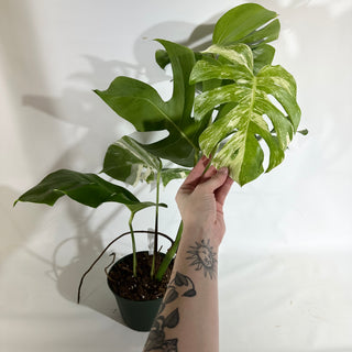Monstera deliciosa var. borsigiana albo-variegata [#1965]
