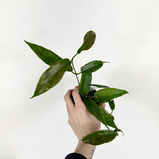 Hoya macgillivrayi [#2211]