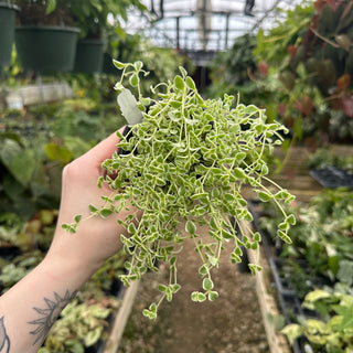 Sedum 'Little Missy'