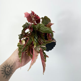 Z-5293 - Begonia 'Ginny Galaxy'