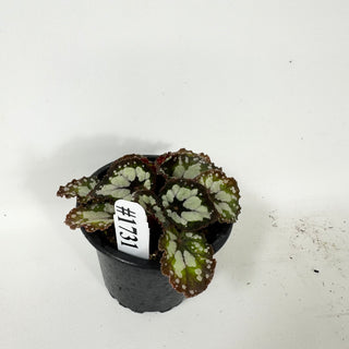 Begonia 'Dolce Vita' [#1731]