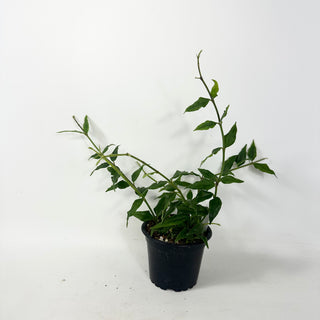 Hoya bella