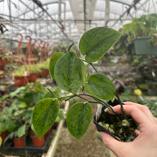 Scindapsus pictus 'Green Army'