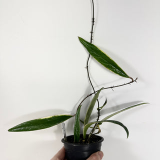 Hoya sulawesiana albo marginata [#1728]