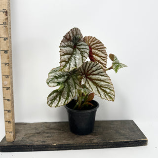 Begonia brevirimosa (Silver Form) [#2486]