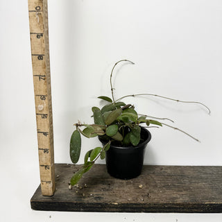 Hoya sp. GPS-7240 [#1789]