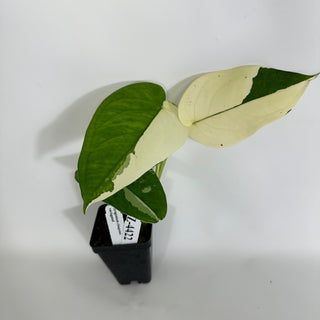 Z-4422 - Syngonium chiapense variegated