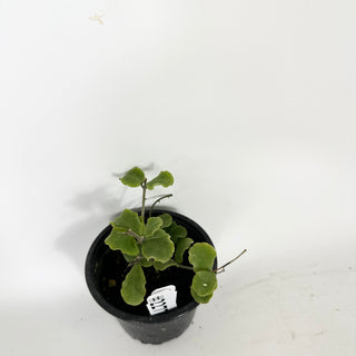 Hoya kanyakumariana [#2277]