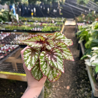 Begonia 'Salsa'