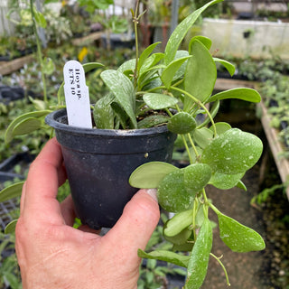 Hoya sp. ETS 10