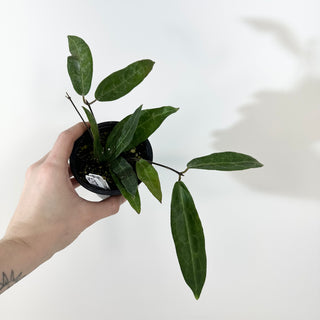 Hoya hypolasia [#2370]