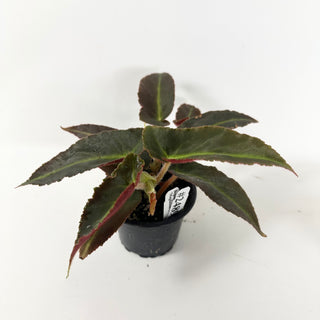 Begonia 'Magdalene Madsen' [#2489]