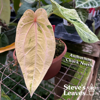 Anthurium 'Arnold Schwarzenegger' x 'Chuck Norris' - Seedling [#1291]