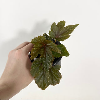 Begonia 'Gryphon' [#2135]