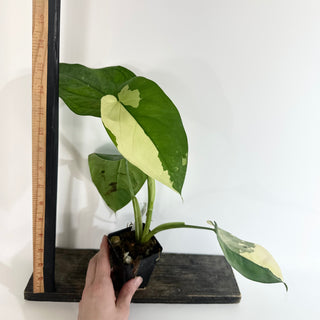Syngonium chiapense variegated [#2009]