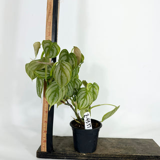 Z-4537 - Philodendron aff. brandtianum