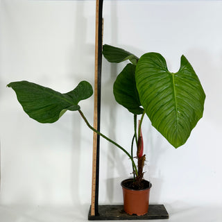 Philodendron genevievianum (Non-TC) [#1165]