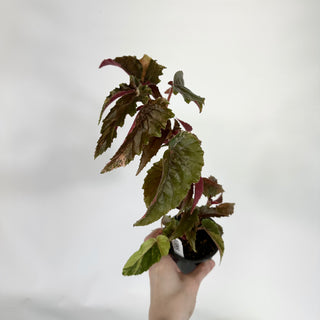 Begonia 'Ginny Galaxy' [#1095]