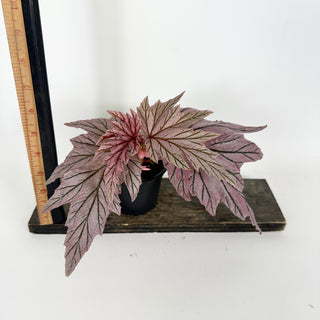 Begonia 'Lamoon' [#2128]