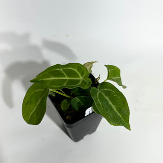 Anthurium magnificum/‘Silver Blush' x 'Arnold Schwarzenegger'