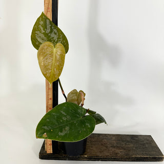 Z-4318 - Philodendron aff. brandtianum (Shingling Form)